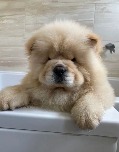 Chow Chow puppies