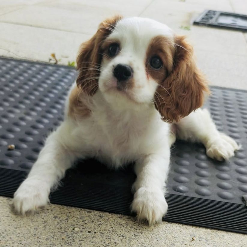 Cavalier King Charles Spaniel pups