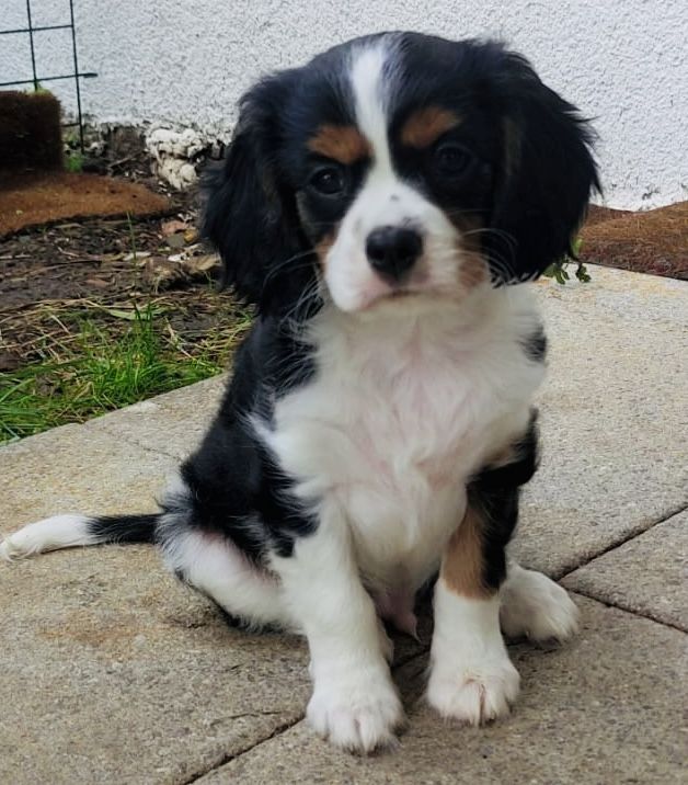 Cavalier King Charles Spaniel pups