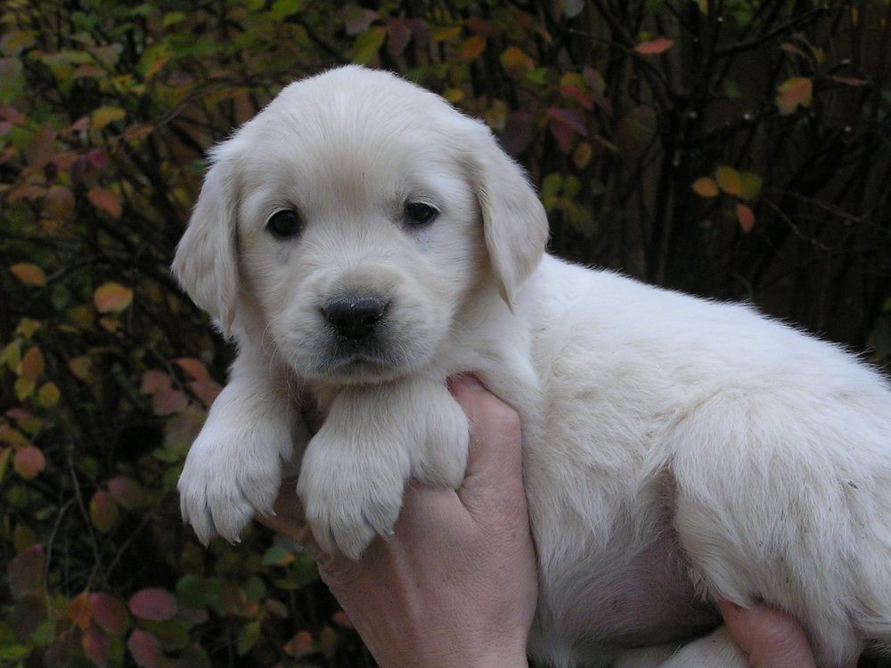 Beautiful Golden Retriever puppies