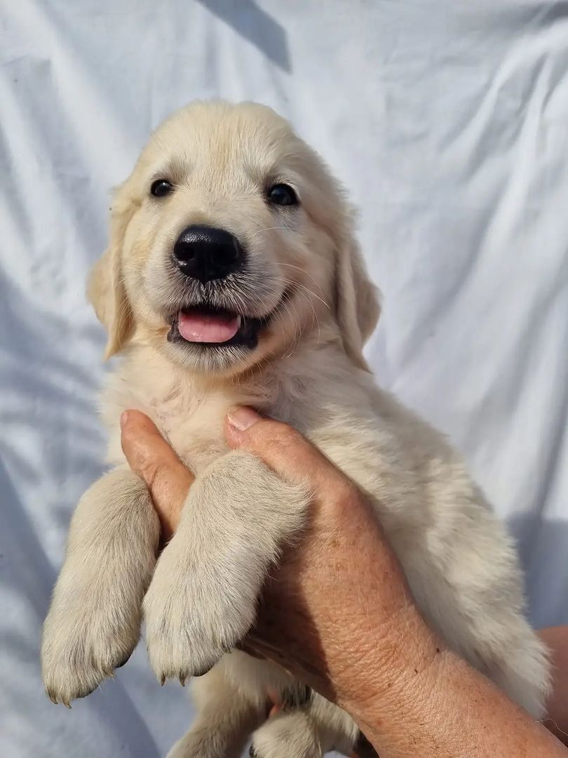 Beautiful Golden Retriever puppies
