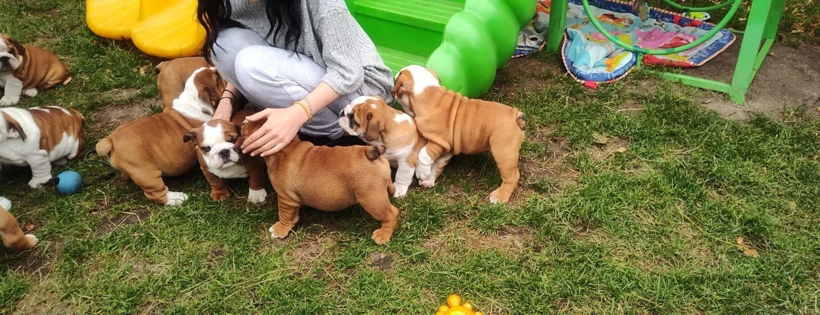 English Bulldog puppies