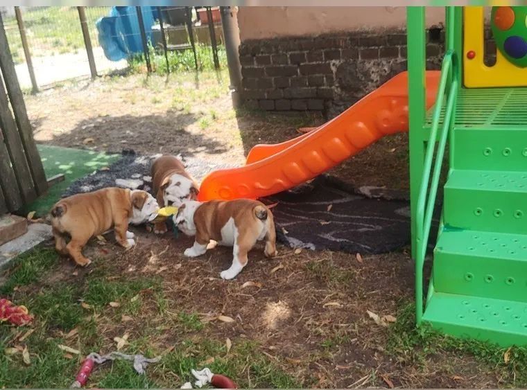 English Bulldog puppies