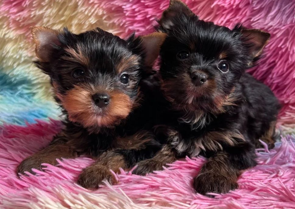 Winzige reinrassige Yorkie-Welpen.