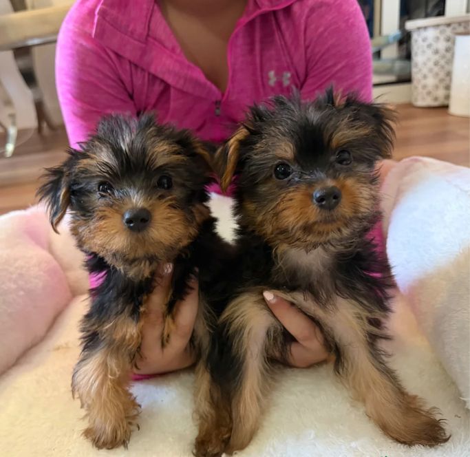 Ab sofort abgabebereit. 🐶 Niedliche Yorkshire-Terrier-Welpen