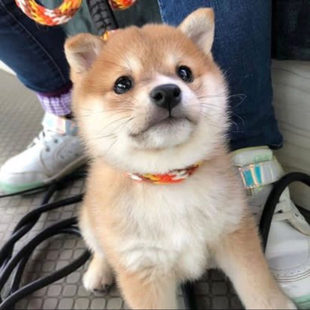 Adorable Shiba Inu puppies are looking for loving homes!
