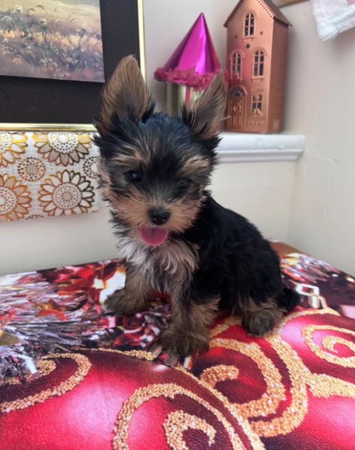 Yorkshire-Terrier-Welpen