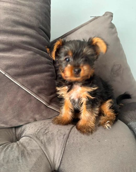 Yorkshire-Terrier Mini