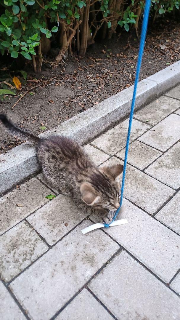 Katzenbaby, Mischlingskatze