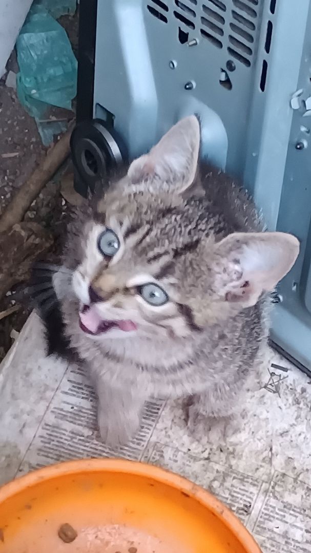 Katzenbaby, Mischlingskatze