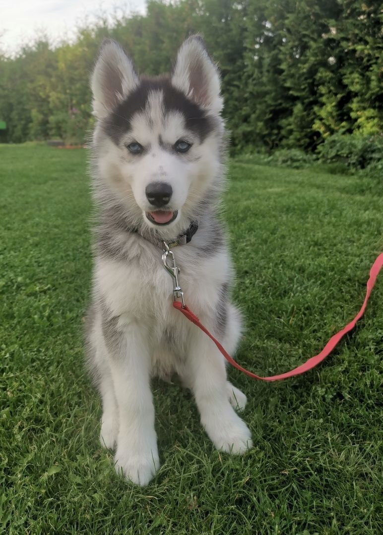 Siberian Husky pups