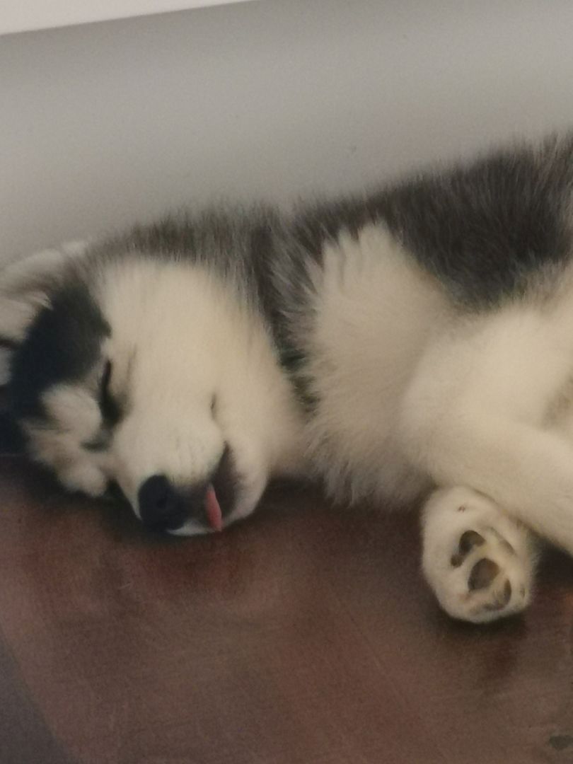 Siberian Husky pups