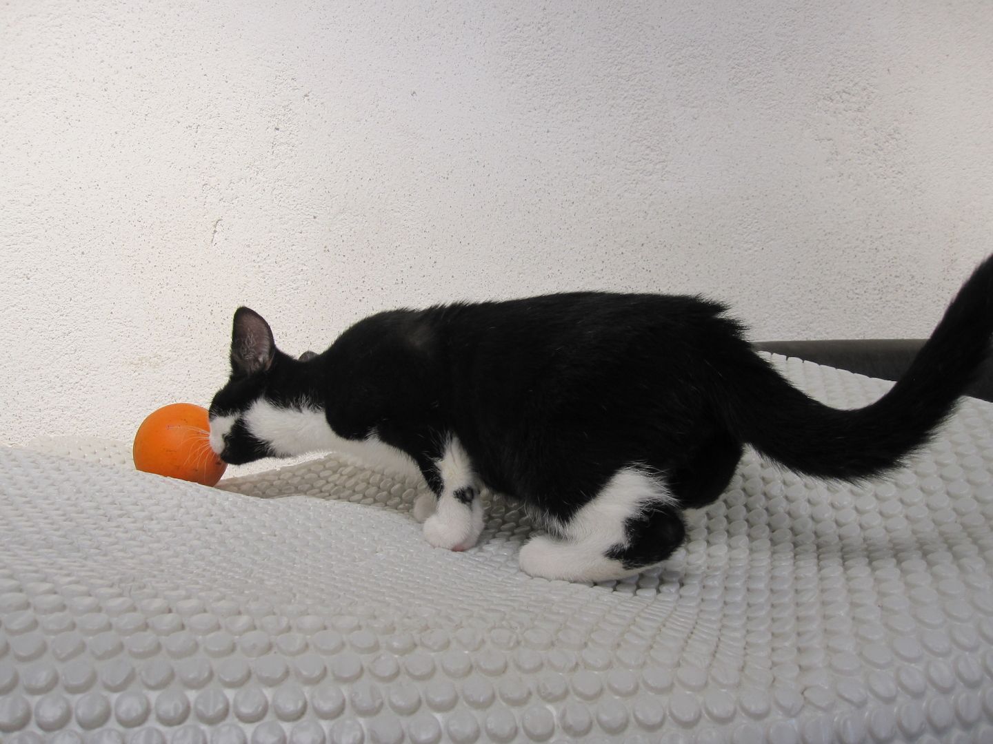 Katzenbaby, Junge Katze