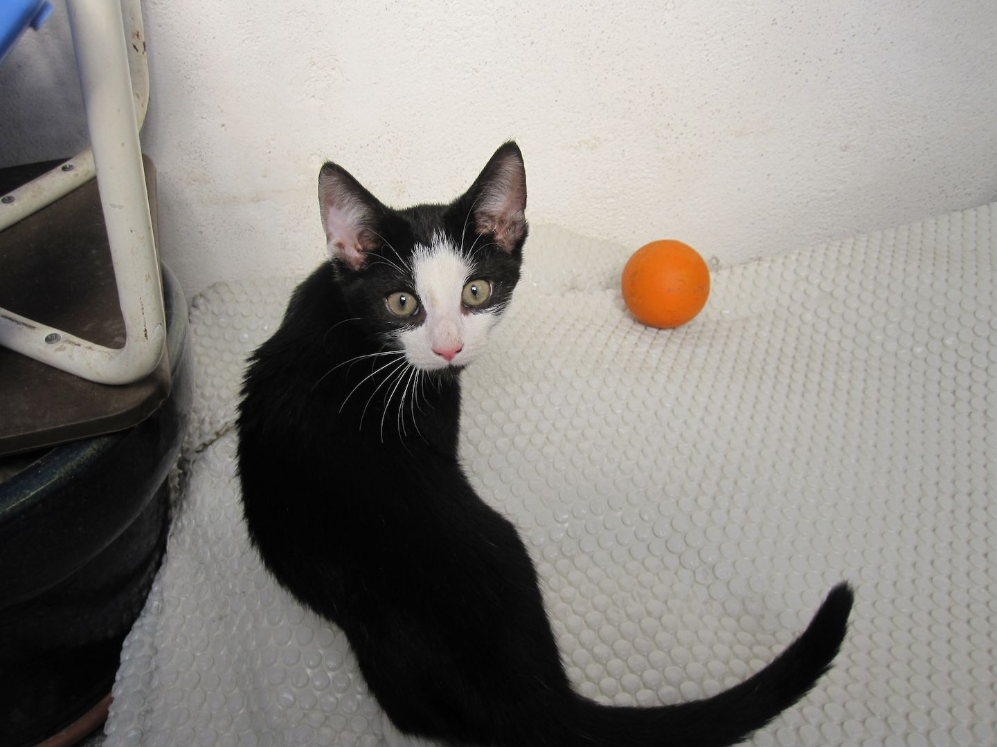 Katzenbaby, Junge Katze