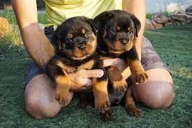 Rottweiler puppies ADRK