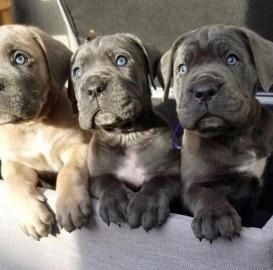 Cane Corso puppies