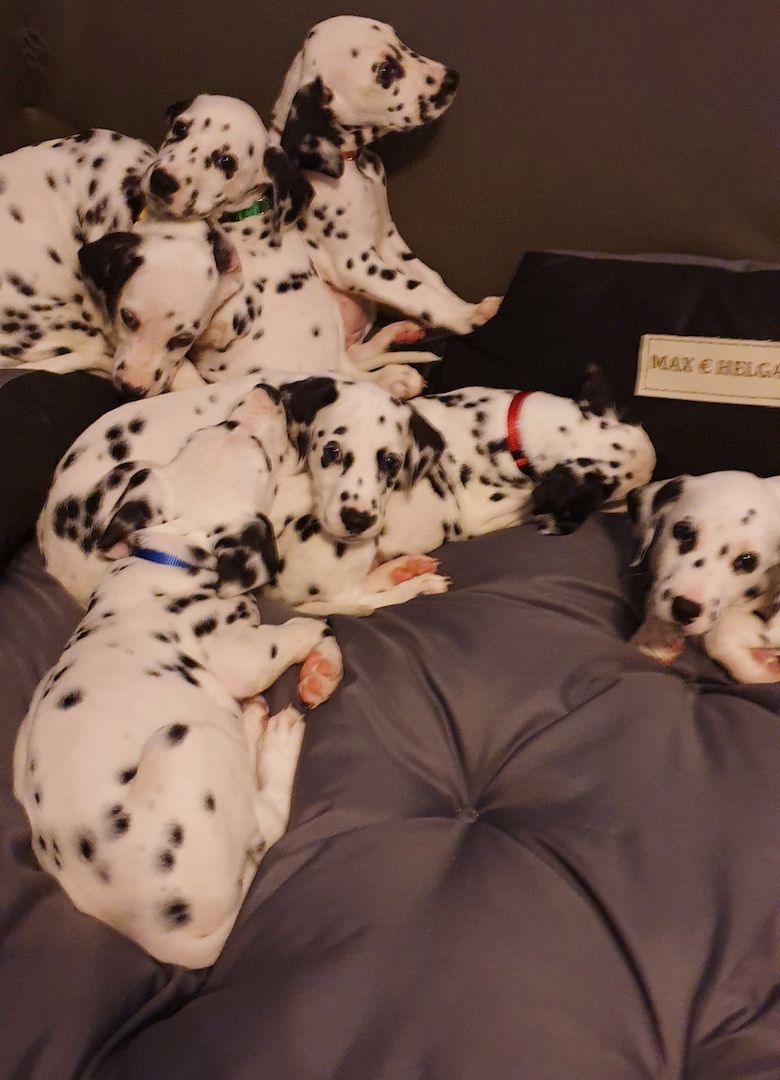 Dalmatian puppies