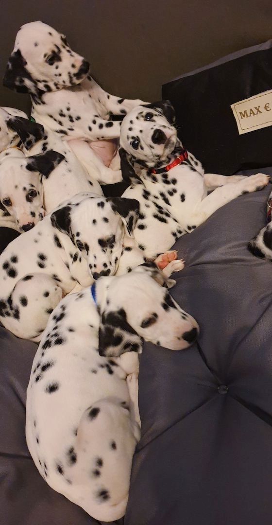 Dalmatian puppies
