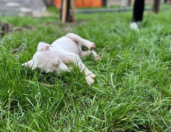 Dogo Argentino puppies