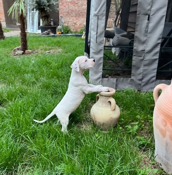 Dogo Argentino puppies