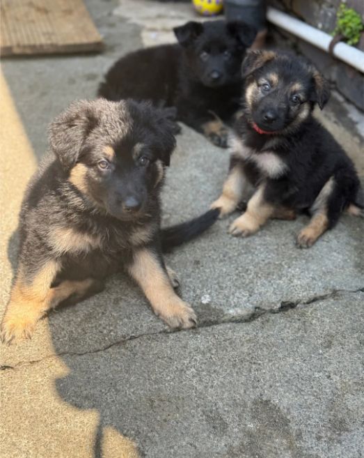 11 niedliche, kräftige Schäferhundwelpen
