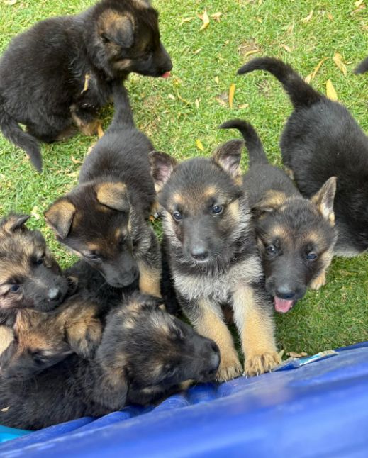 Nur noch 3 große Schäferhund-Welpen übrig