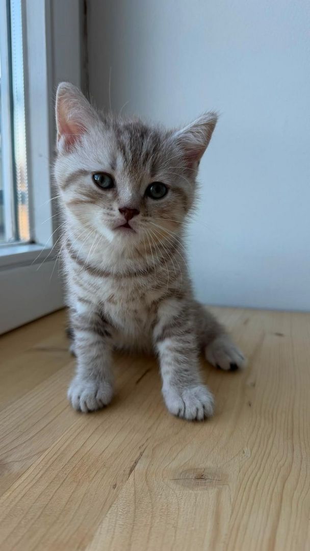 Wunderschöne BKH Tabby Kitten (m/w)