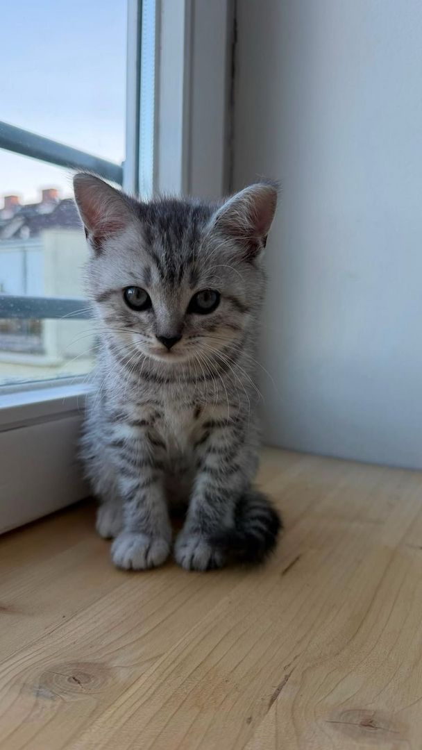 Wunderschöne BKH Tabby Kitten (m/w)