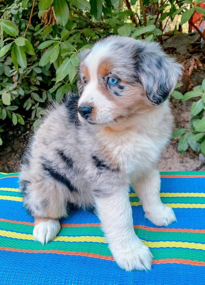 Australischer Schäferhund zu verkaufen