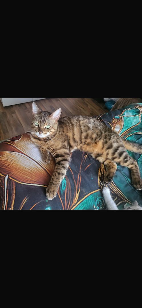 Bangal Kater