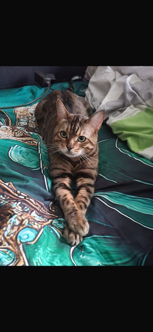 Bangal Kater