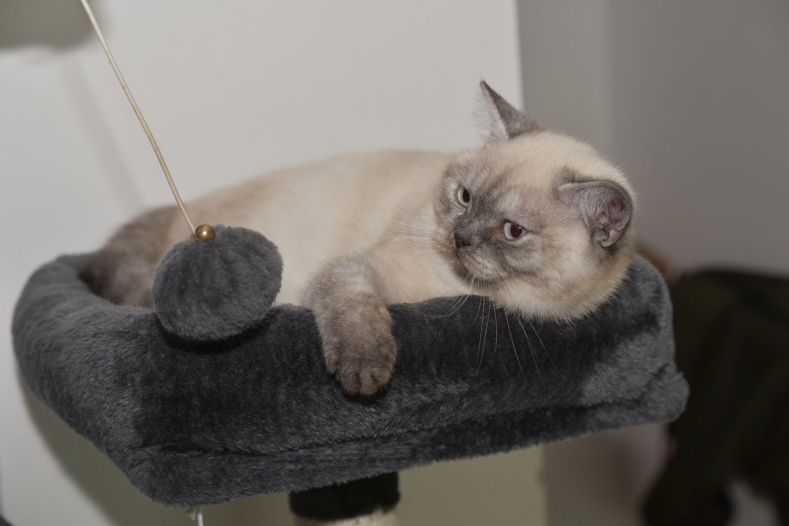 Reinrassiges BKH Mädchen - Blaue Augen - letztes Kitten