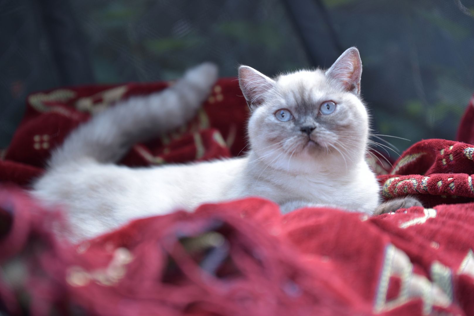 Reinrassiges BKH Mädchen - Blaue Augen - letztes Kitten