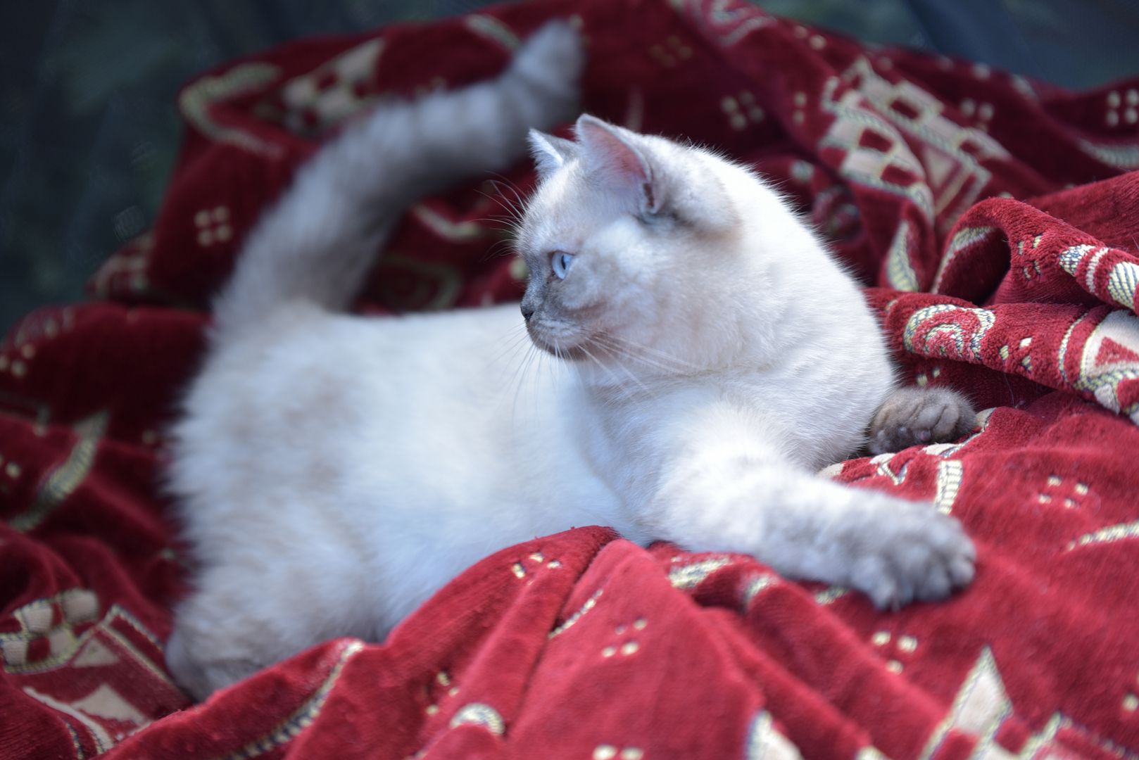 Reinrassiges BKH Mädchen - Blaue Augen - letztes Kitten