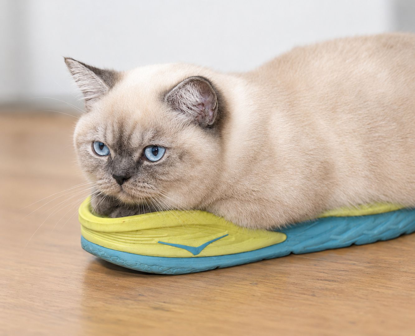 Reinrassiges BKH Mädchen - Blaue Augen - letztes Kitten