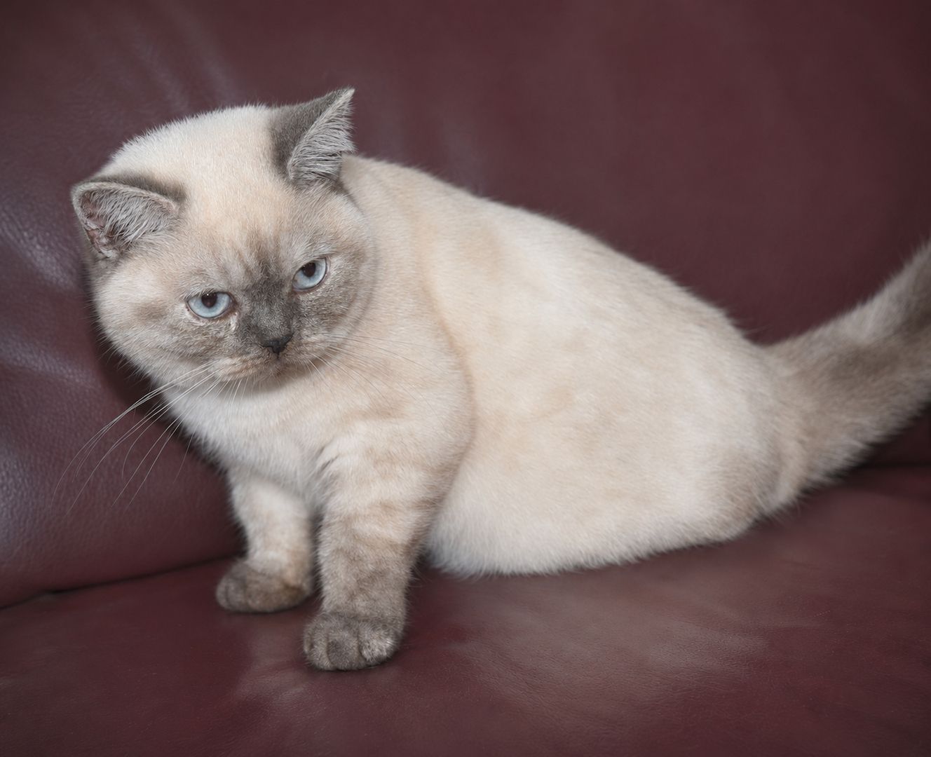 Reinrassiges BKH Mädchen - Blaue Augen - letztes Kitten