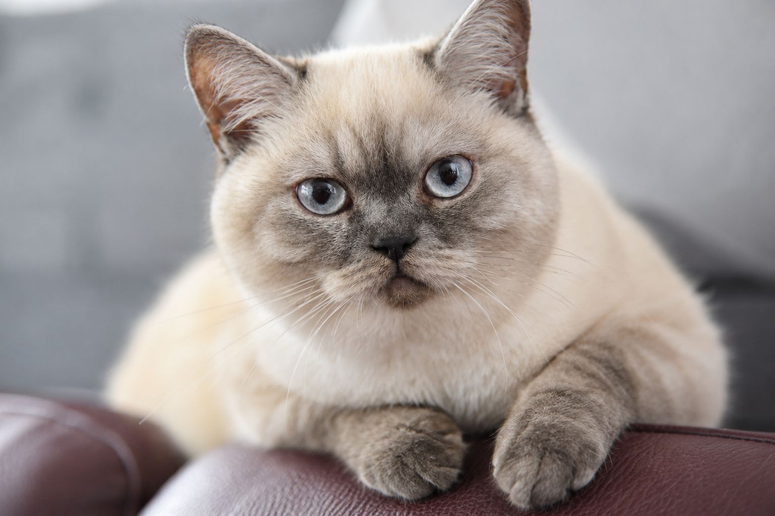 Reinrassiges BKH Mädchen - Blaue Augen - letztes Kitten
