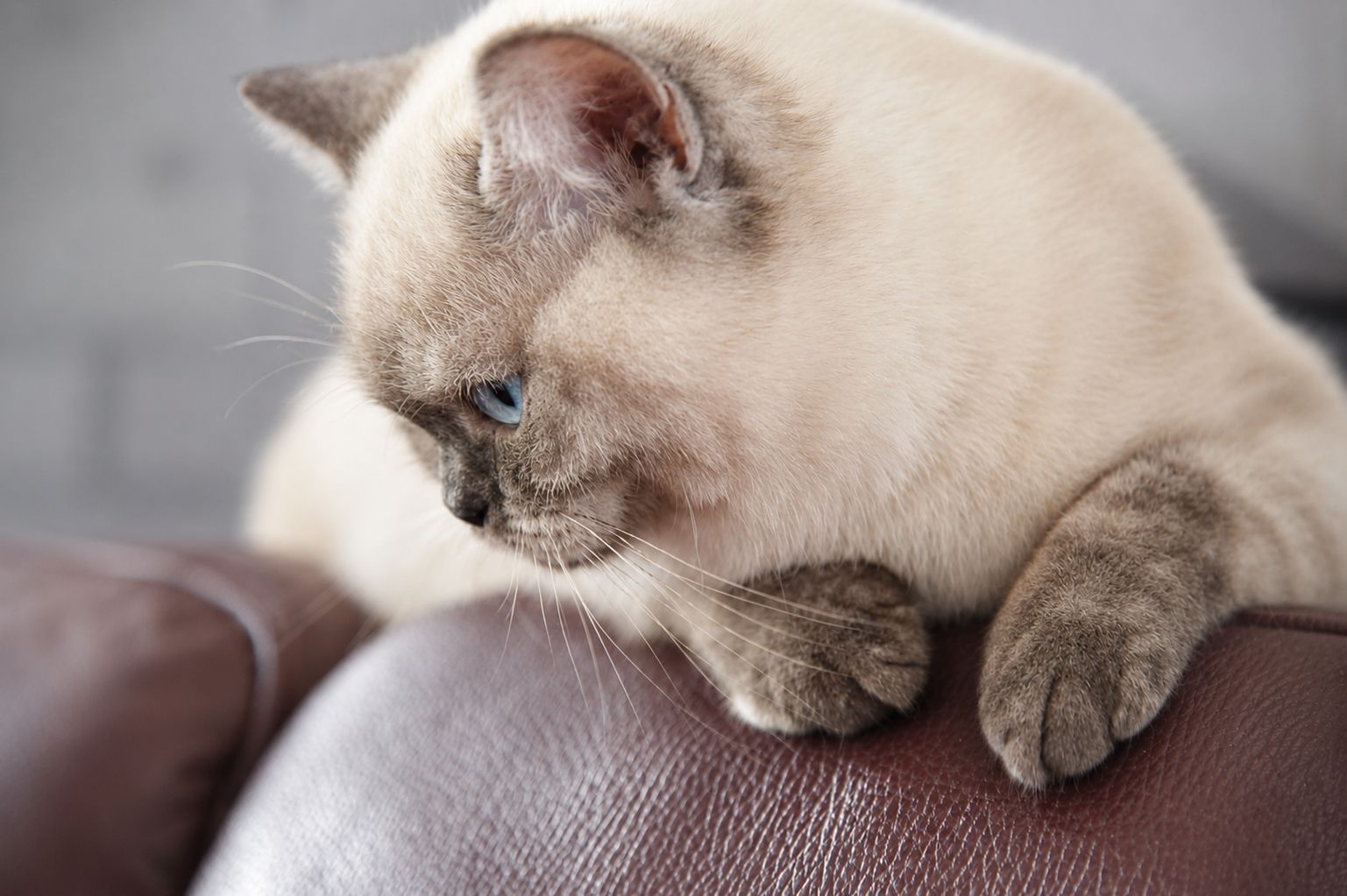 Reinrassiges BKH Mädchen - Blaue Augen - letztes Kitten