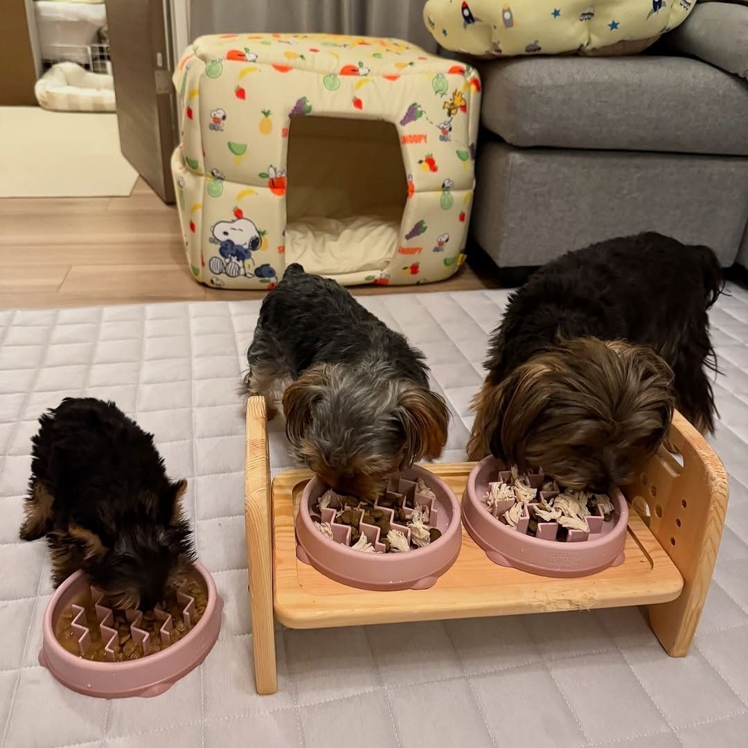 Yorkshire-Terrier-Welpen zu verkaufen