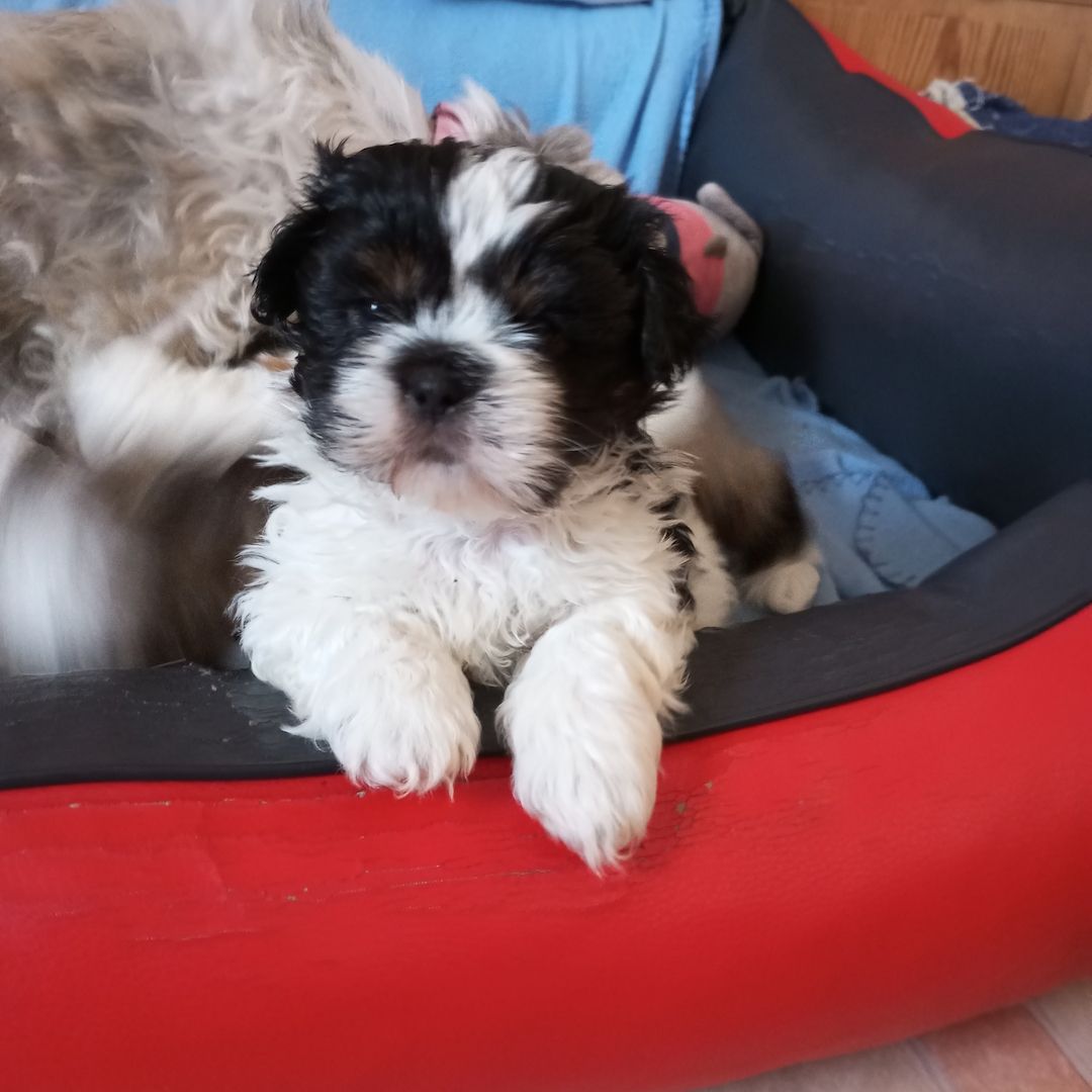 Shih Tzu Babys