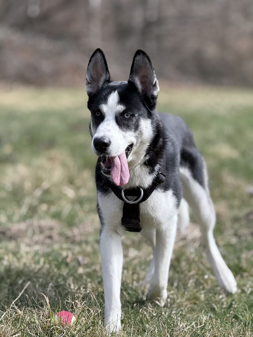 Husky-Labrador Mischling