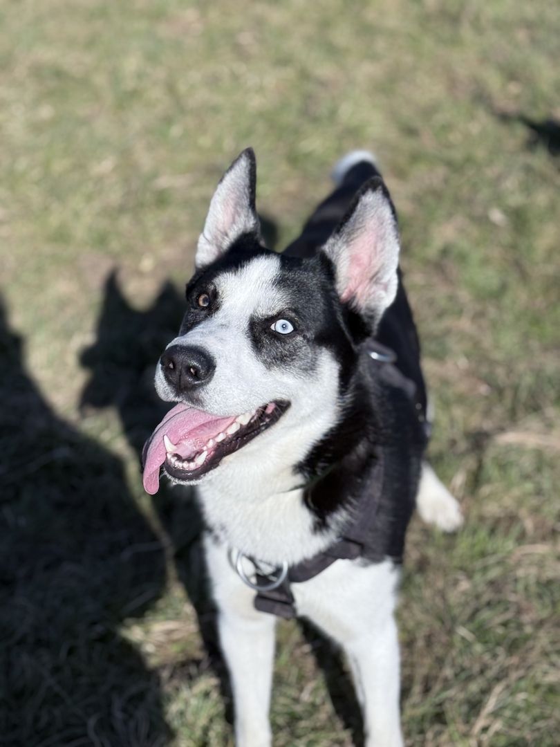 Husky-Labrador Mischling
