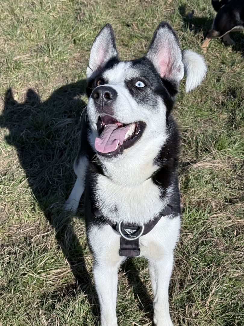 Husky-Labrador Mischling
