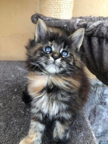 Maine Coon Rüde, TICA-registriert..