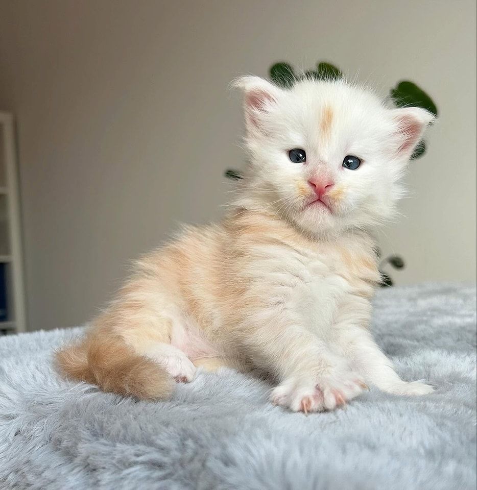 Maine Coon Rüde, TICA-registriert..