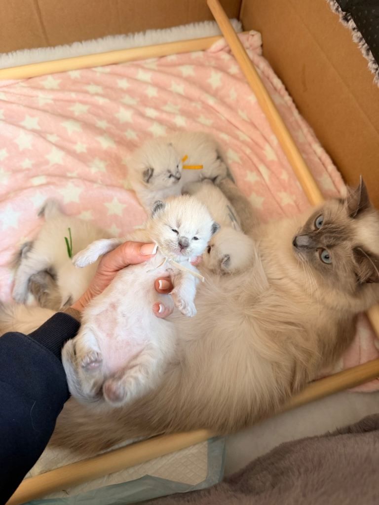Bezauberndes Ragdoll-Kätzchen zu verkaufen. Kontaktieren Sie mich