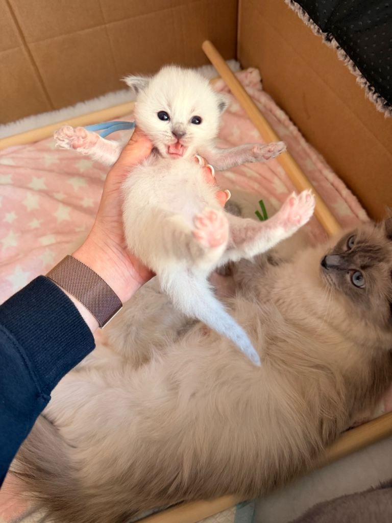 Bezauberndes Ragdoll-Kätzchen zu verkaufen. Kontaktieren Sie mich
