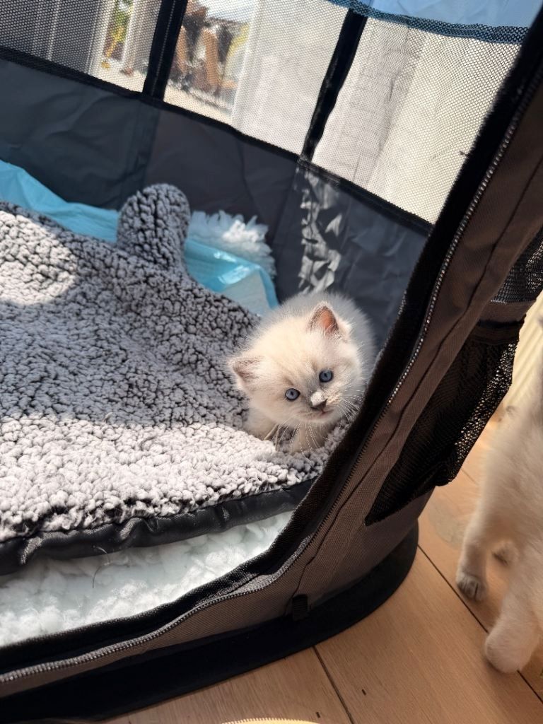 Bezauberndes Ragdoll-Kätzchen zu verkaufen. Kontaktieren Sie mich