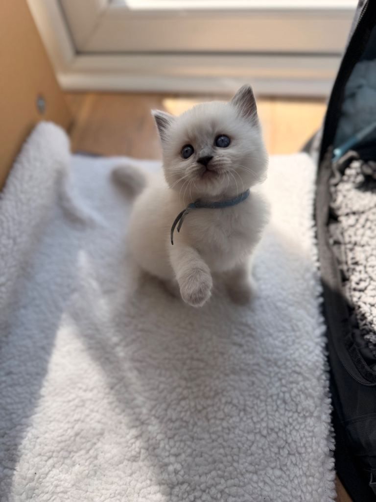 Bezauberndes Ragdoll-Kätzchen zu verkaufen. Kontaktieren Sie mich