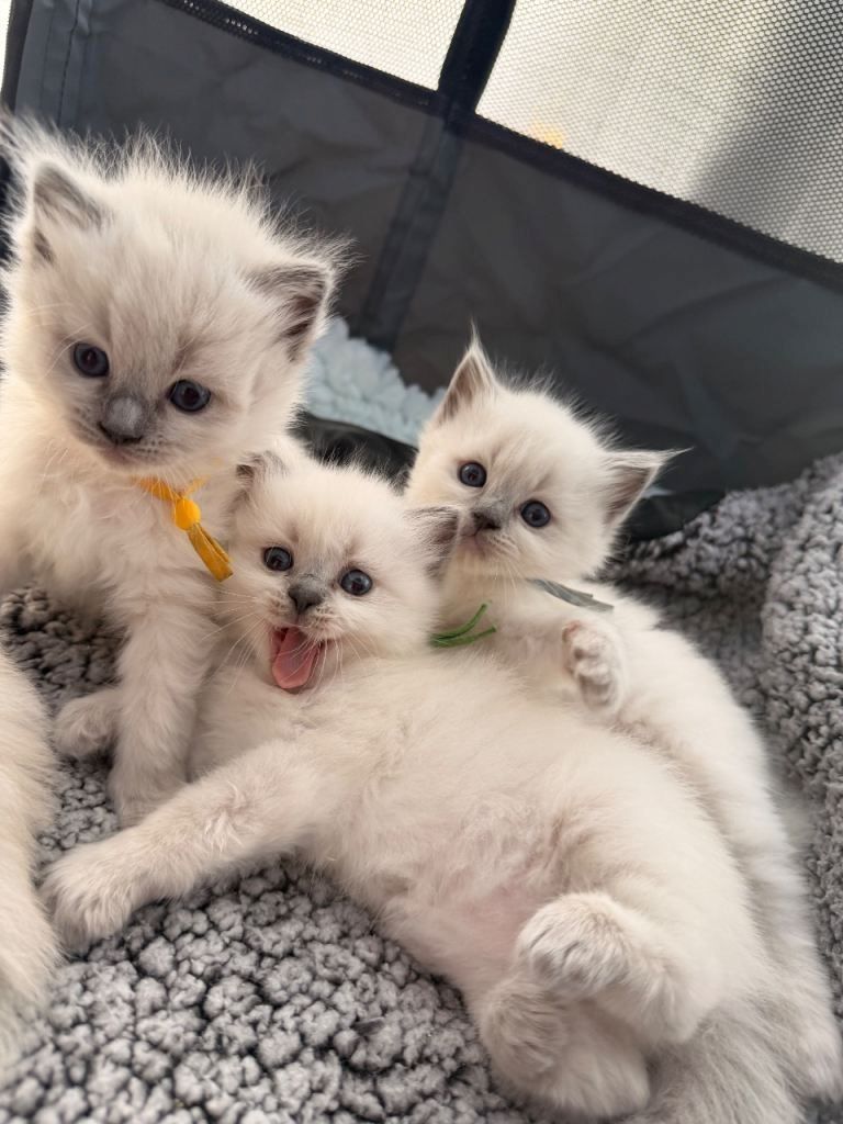 Bezauberndes Ragdoll-Kätzchen zu verkaufen. Kontaktieren Sie mich